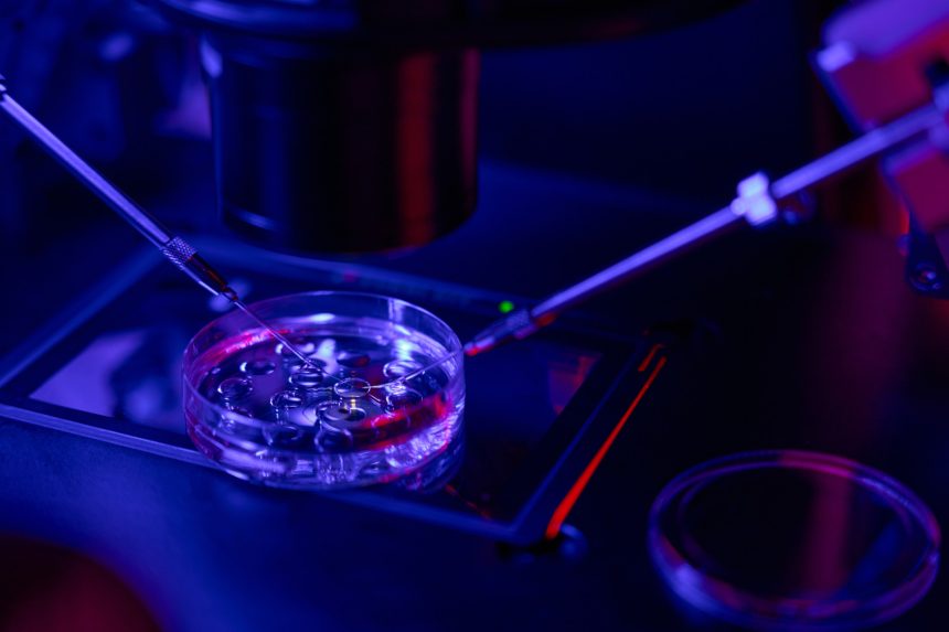 Transfer embrionale: l’ultimo passaggio della FIVET