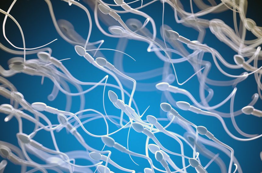 Età e fertilità maschile: come cambia la qualità degli spermatozoi con gli anni Età e fertilità maschile: come cambia la qualità degli spermatozoi con gli anni
